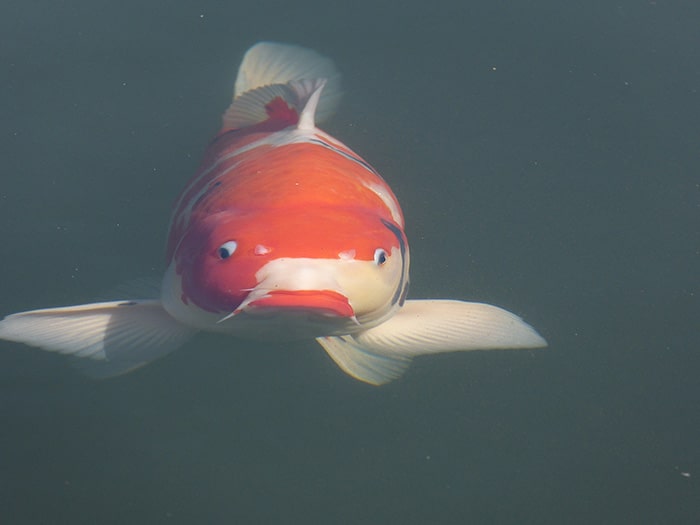 Poisson de bassin